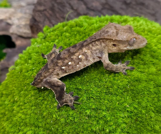 Bold Tiger With Portholes - Crested Gecko