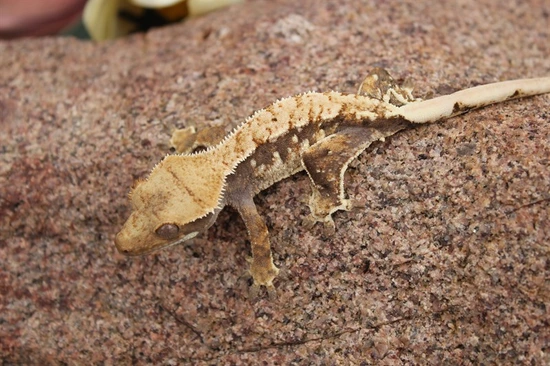 Puff1 - Crested Gecko