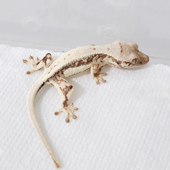 Red Sable Lilly White - Crested Gecko