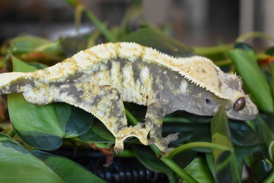 Fully Loaded - Crested Gecko