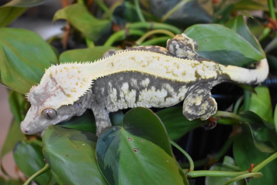 Magpie - Crested Gecko