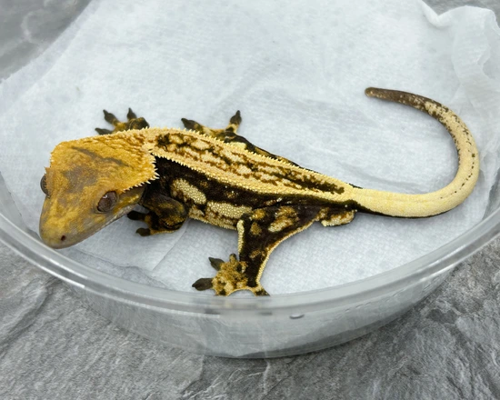 Pinstripe Emptyback - Crested Gecko