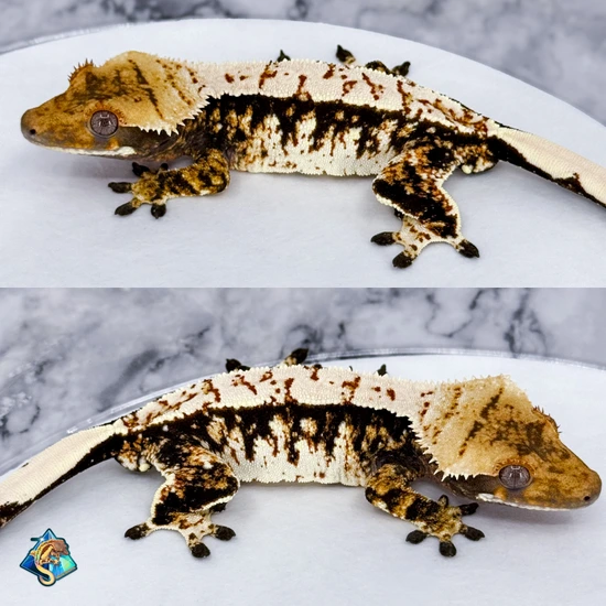 (Frost Line) Extreme WHITE Pattern - Kazimir X Eminence - Crested Gecko