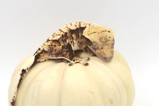Tricolor Female - Crested Gecko