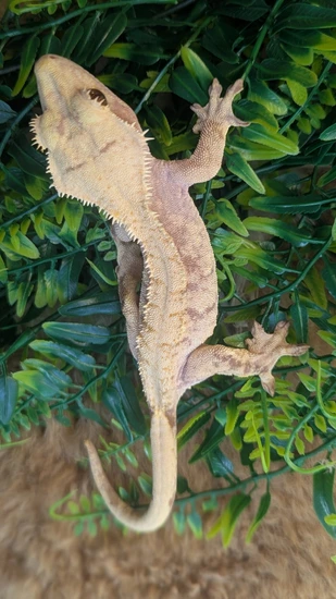 Female Extreme Harlequin - Crested Gecko