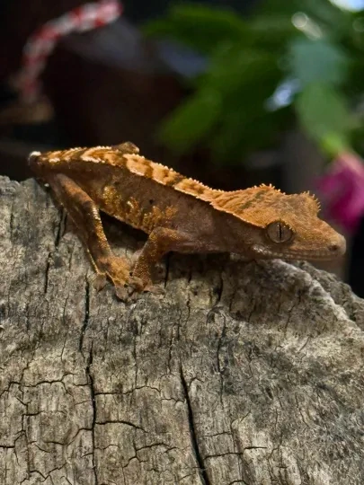 Achoo, 50% Het Axanthic - Crested Gecko