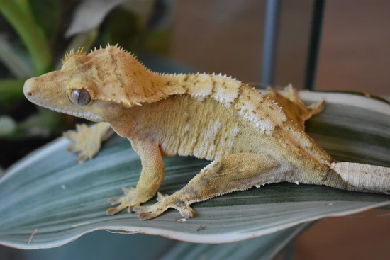Cheesewhiz - Crested Gecko