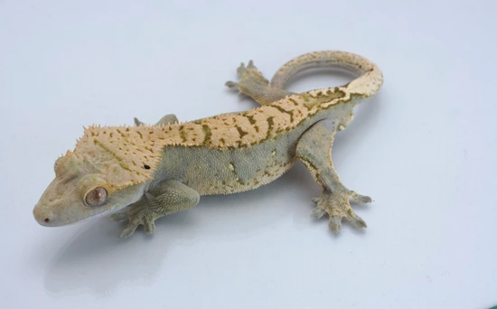 Possible Pixel Tangerine Tiger - Crested Gecko