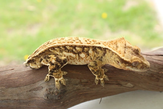 Partial Pin Extreme Harlequin - Crested Gecko
