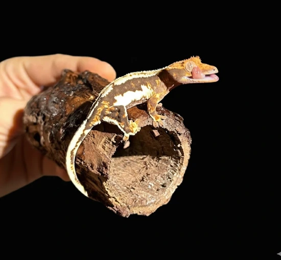 Dark Base LW Female🔥🖤 - Crested Gecko