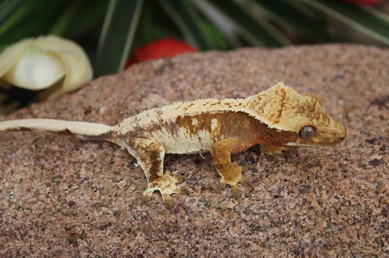Tricolor White Wall - Crested Gecko