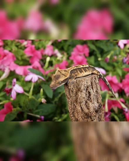 Extreme Harlequin Tricolor - Crested Gecko