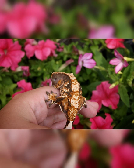 Extreme Harlequin Tricolor Drippy - Crested Gecko