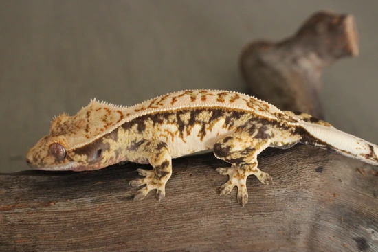 Partial Pin Tricolor - Crested Gecko