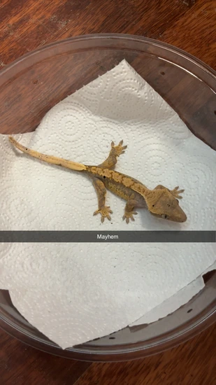 Harlequin Dalmation - Crested Gecko