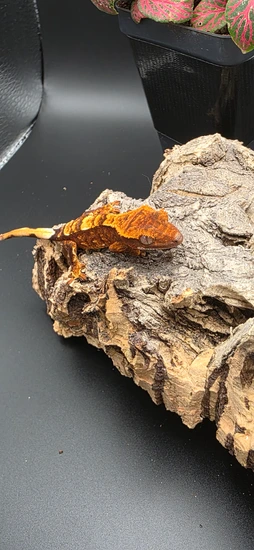 100 % Het Axanthic - Crested Gecko