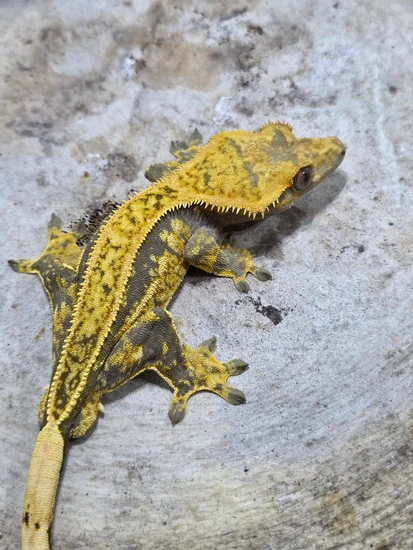Proven Tangerine Lavender- Pumpkin Pie - Crested Gecko