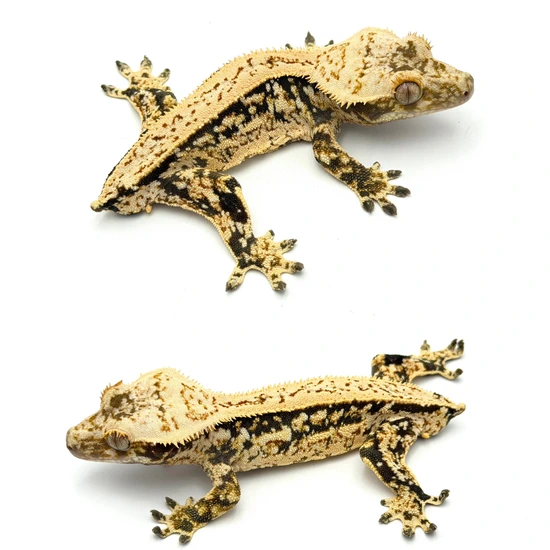 Drippy Extreme Harlequin Pinstripe - Crested Gecko