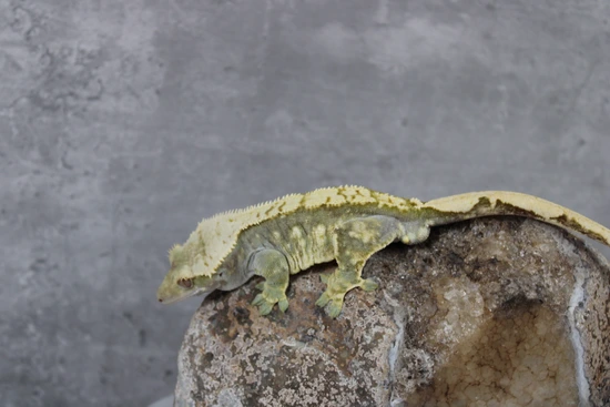 Lavender - Crested Gecko