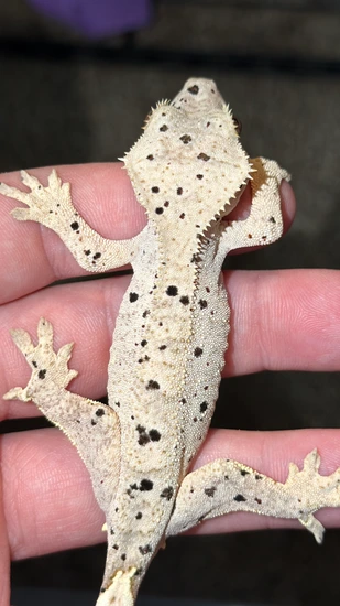 20g Cookie Dough X Clark Offspring - Crested Gecko