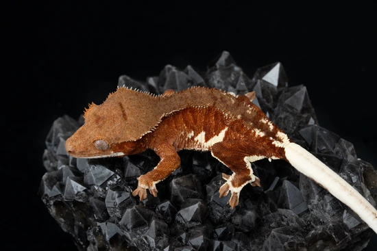 Red Phantom Lilly White - NPV - Crested Gecko