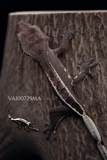 Empty Back Pinstripe Axanthic - Crested Gecko