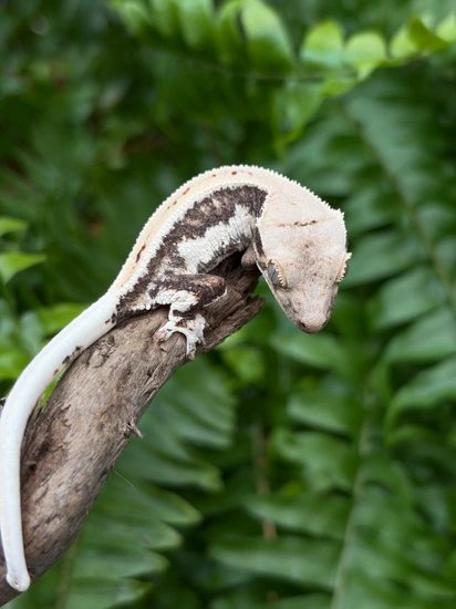 BaRa- NPV - Crested Gecko