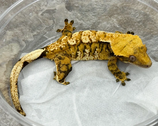RTB Female Tricolor - Crested Gecko