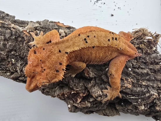 Proven Red Dalmation Female - Crested Gecko