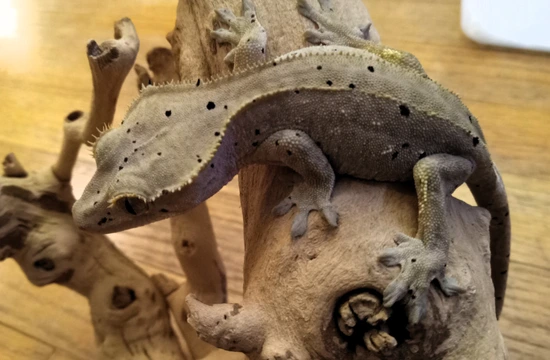 Super Dalmatian Ink Spots - Crested Gecko