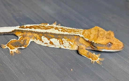Tricolor - Crested Gecko