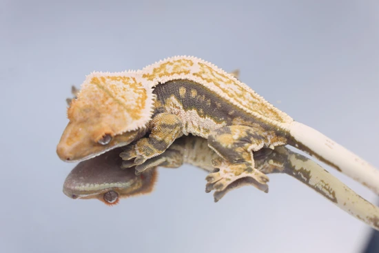 Empty Back Tricolor *Payment Plan - Crested Gecko