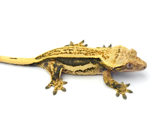 Tangerine Whiteout Quadstripe Crested Gecko