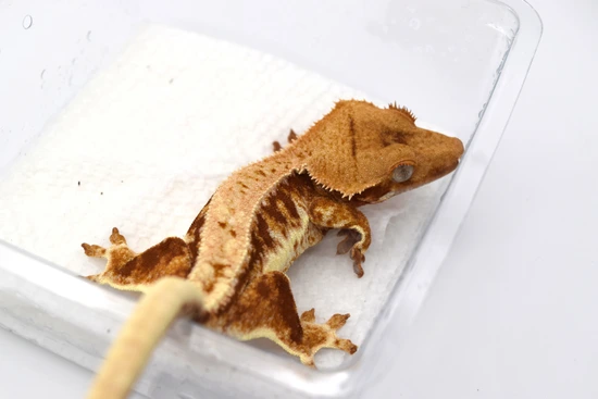 Nice Red LW Het Phantom - Crested Gecko