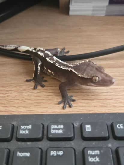 Visual Axanthic, Narcissa - Crested Gecko