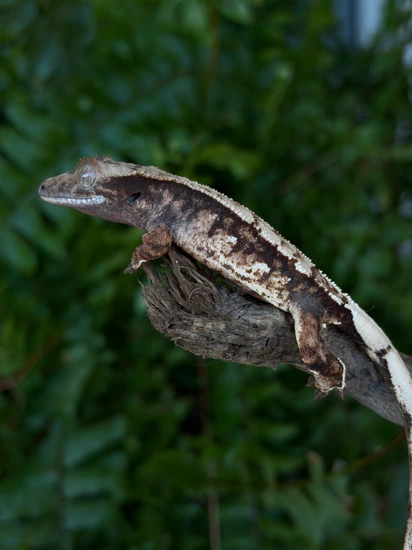 Tricolor NPV- PuRa - Crested Gecko