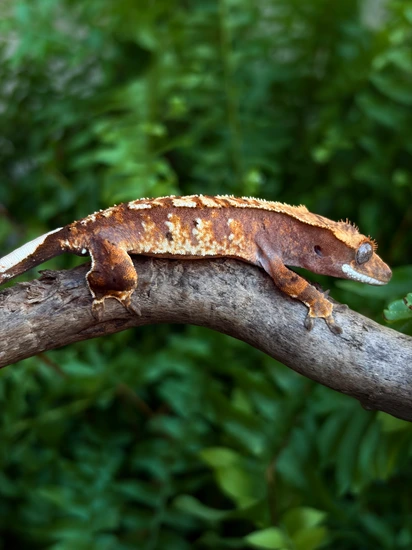Red Tricolor PV- BeKa - Crested Gecko