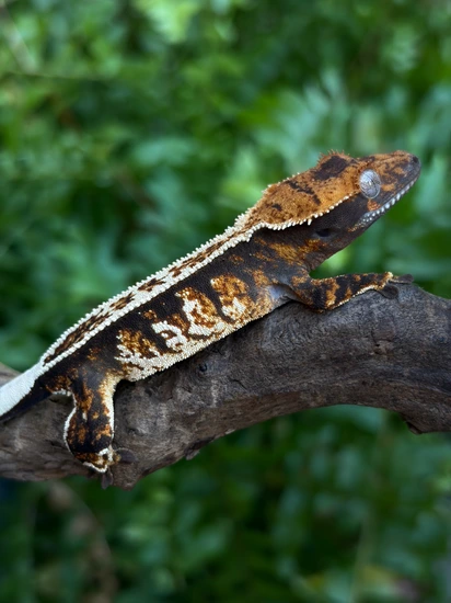 Sharp Pattern Tricolor PPV - Crested Gecko