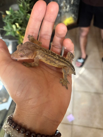 Tail-less Crested Geckos