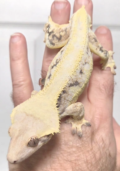 High Coverage Tricolor Lilly White - Crested Gecko