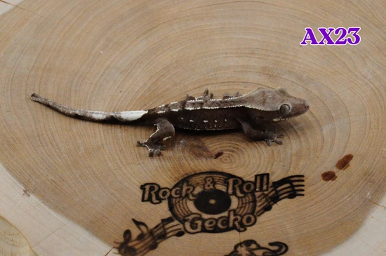 AX23 Axanthic - Crested Gecko