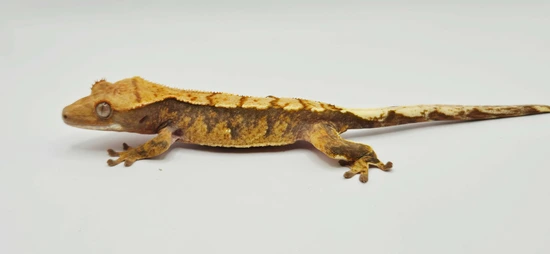 High Expression Harlequin - Crested Gecko
