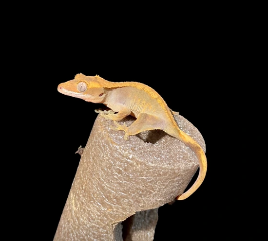 “Fire” 100% Het BEL - Crested Gecko