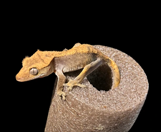 “Fire” 100% Het BEL - Crested Gecko