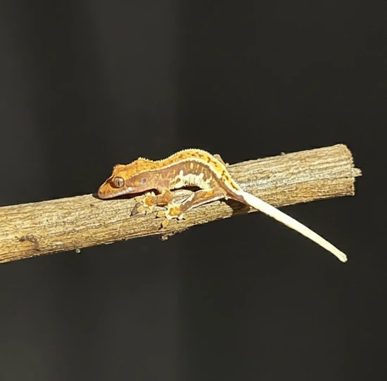 5 Pack Lilly Whites 🔥 - Crested Gecko