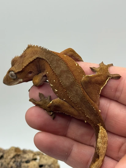 Red Base Porthole NO RESERVE - Crested Gecko