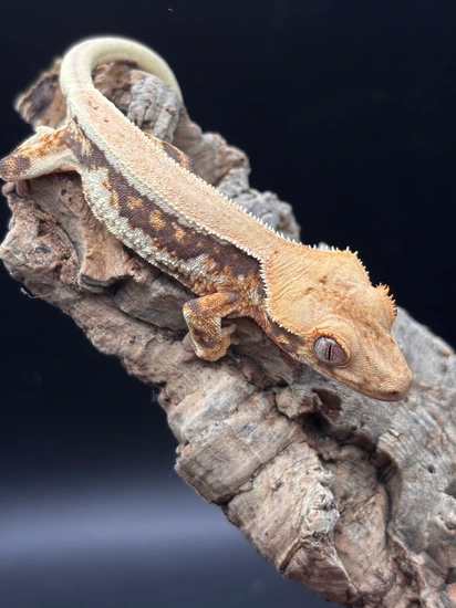 Tri EB Lily White - Crested Gecko