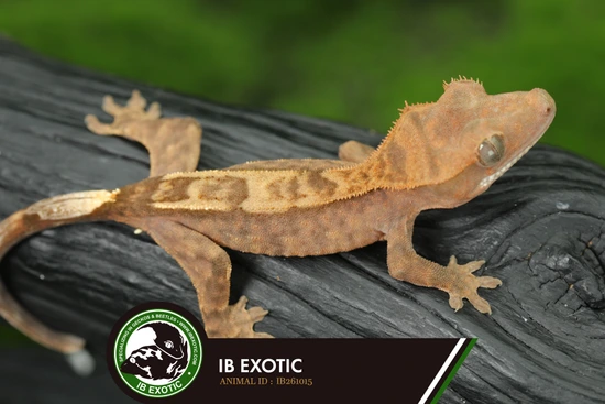 Low Reserve! SABLE 100% Het Axanthic ✨PV - Crested Gecko