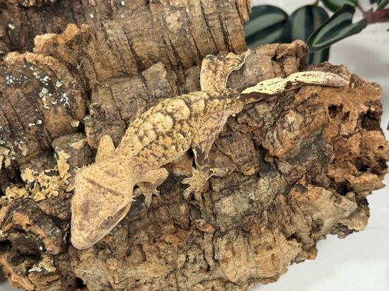 Pale Ale X Static 0901 - Crested Gecko
