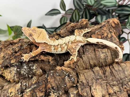 Safari X Zulu 0604 ~ Brindlequin - Crested Gecko